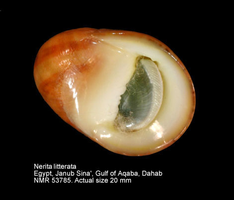 Nerita litterata (3).jpg - Nerita litterata Gmelin,1791